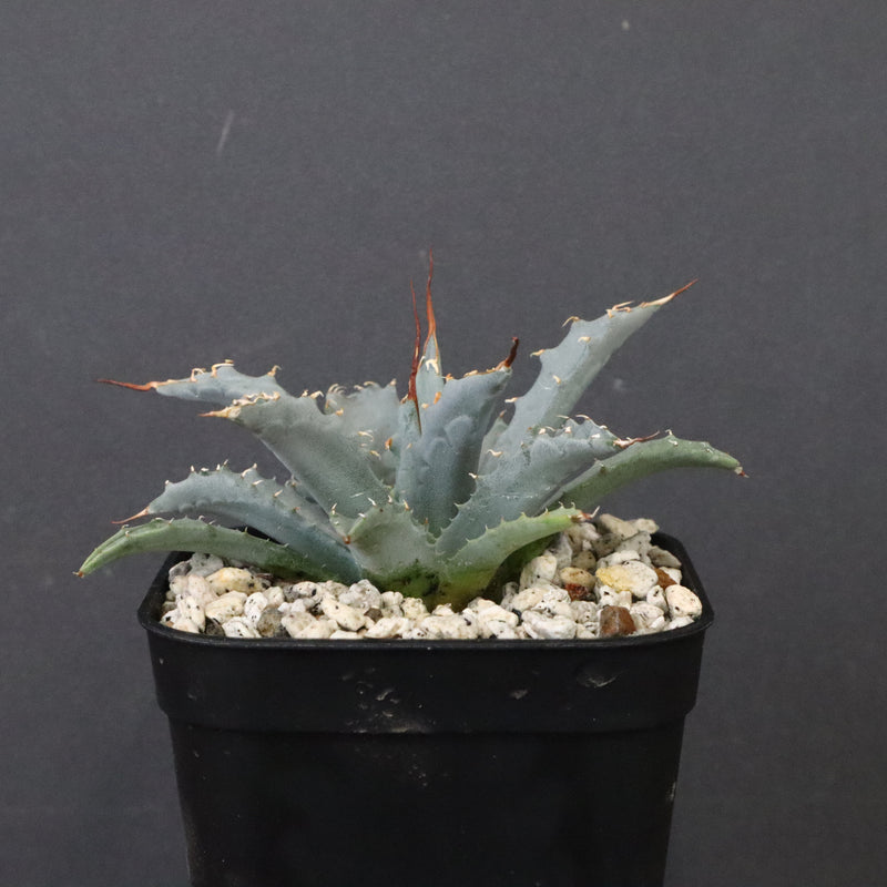 アガベ　ユタエンシス・ネバデンシス EC1199