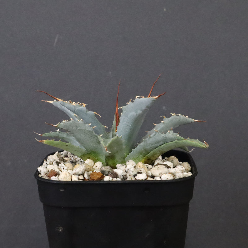 アガベ　ユタエンシス・ネバデンシス EC1199