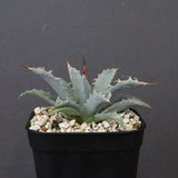 アガベ　ユタエンシス・ネバデンシス EC1199