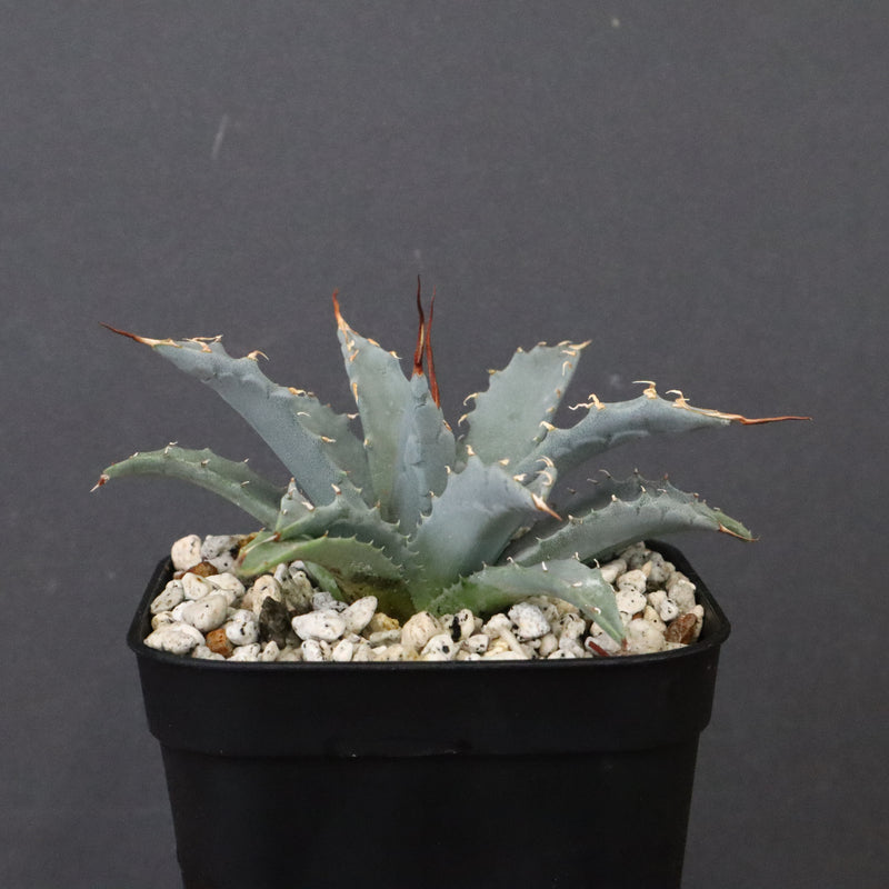 アガベ　ユタエンシス・ネバデンシス EC1199