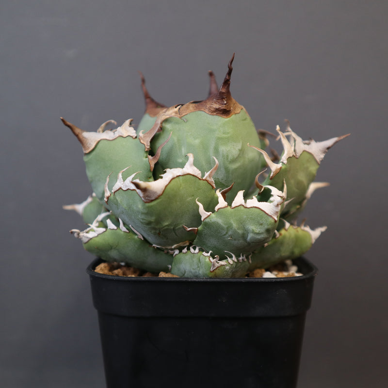 アガベ 魔丸 アガベ 魔丸 EC1362 – TaiShoDo ONLINE SHOP