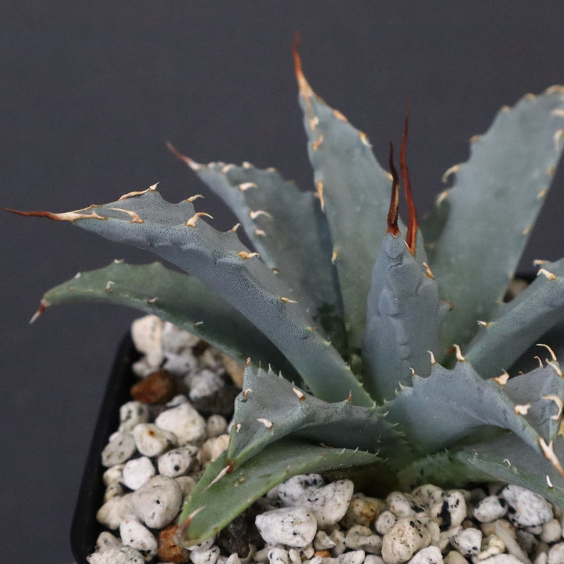 アガベ　ユタエンシス・ネバデンシス EC1199