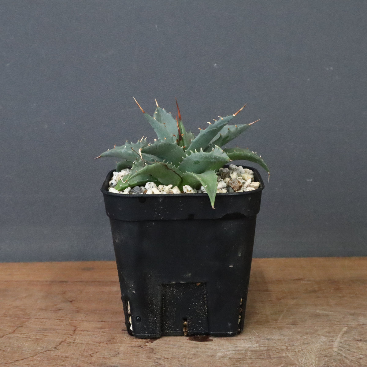 TaiShoDo ONLINE SHOP 塊根植物 多肉植物通販