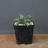 アガベ　ユタエンシス・ネバデンシス EC1200