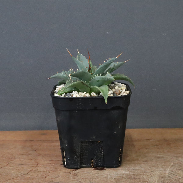 アガベ　ユタエンシス・ネバデンシス EC1200