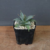 アガベ　ユタエンシス・ネバデンシス EC1200