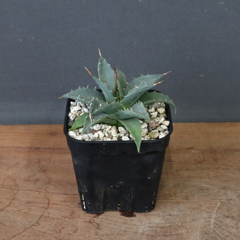 アガベ　ユタエンシス・ネバデンシス EC1200