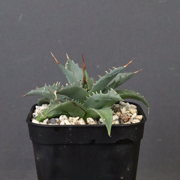 アガベ　ユタエンシス・ネバデンシス EC1200