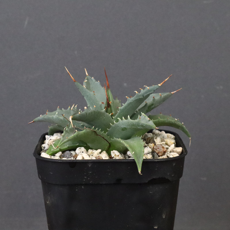 アガベ　ユタエンシス・ネバデンシス EC1200