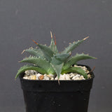 アガベ　ユタエンシス・ネバデンシス EC1200