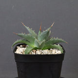 アガベ　ユタエンシス・ネバデンシス EC1200