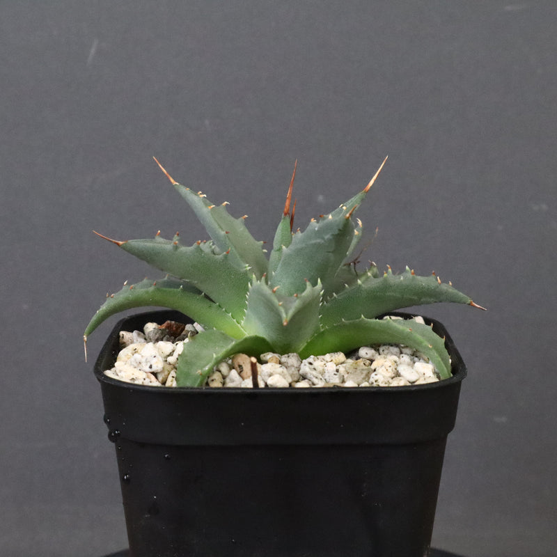 アガベ　ユタエンシス・ネバデンシス EC1200