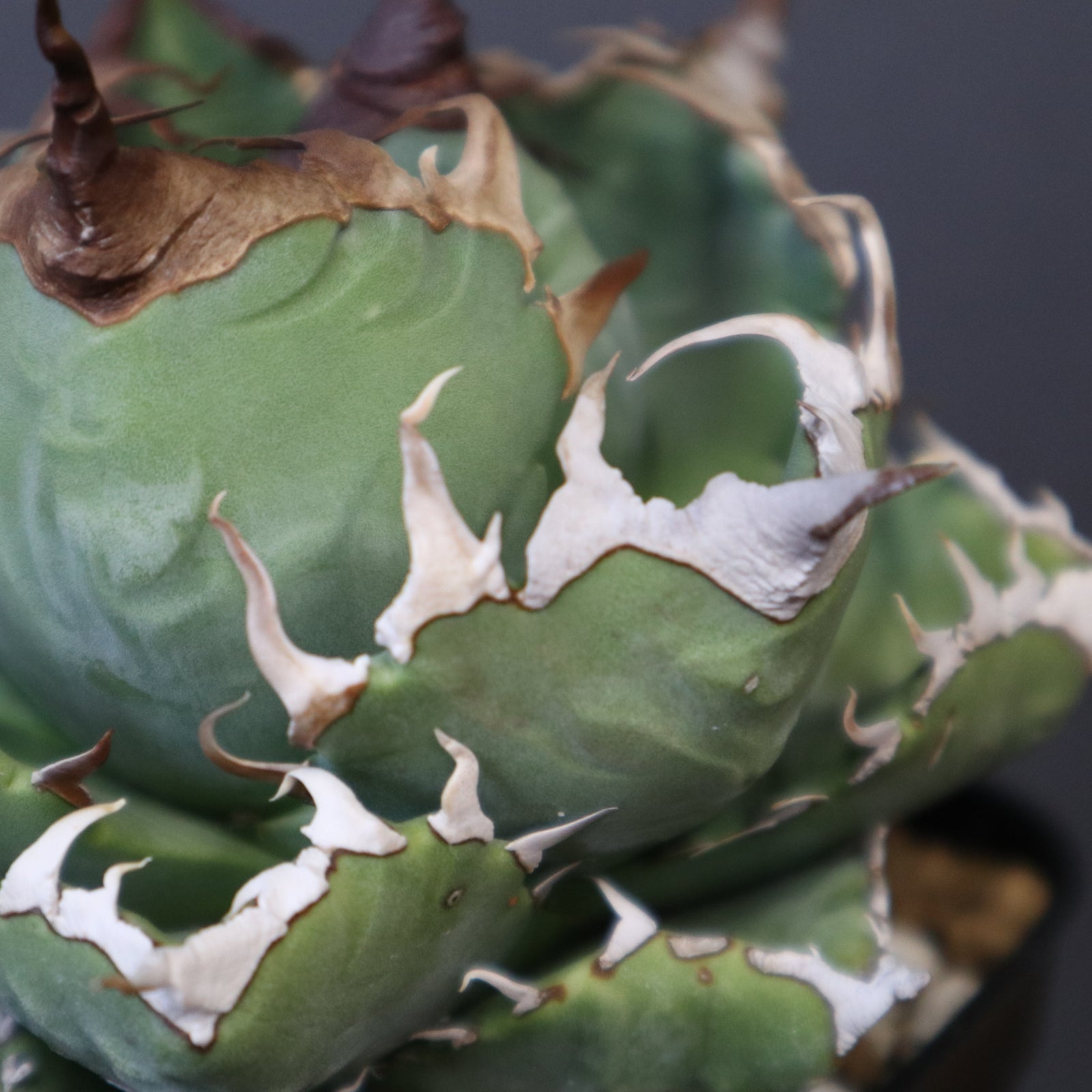 アガベ 魔丸 アガベ 魔丸 EC1362 – TaiShoDo ONLINE SHOP