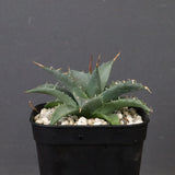 アガベ　ユタエンシス・ネバデンシス EC1200