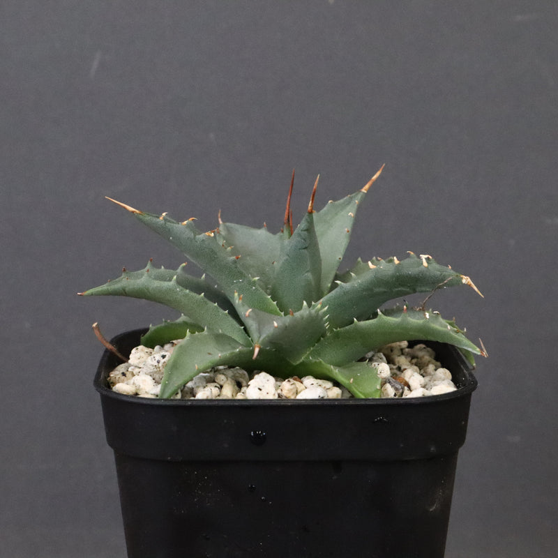 アガベ　ユタエンシス・ネバデンシス EC1200