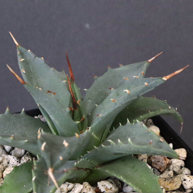 アガベ　ユタエンシス・ネバデンシス EC1200