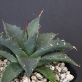 アガベ　ユタエンシス・ネバデンシス EC1200