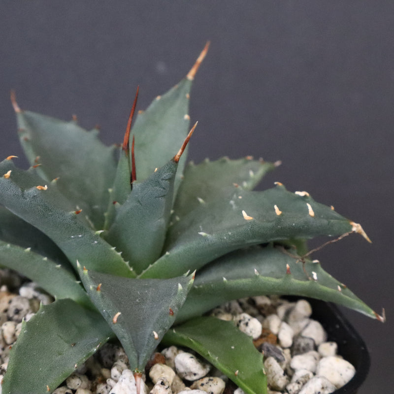 アガベ　ユタエンシス・ネバデンシス EC1200