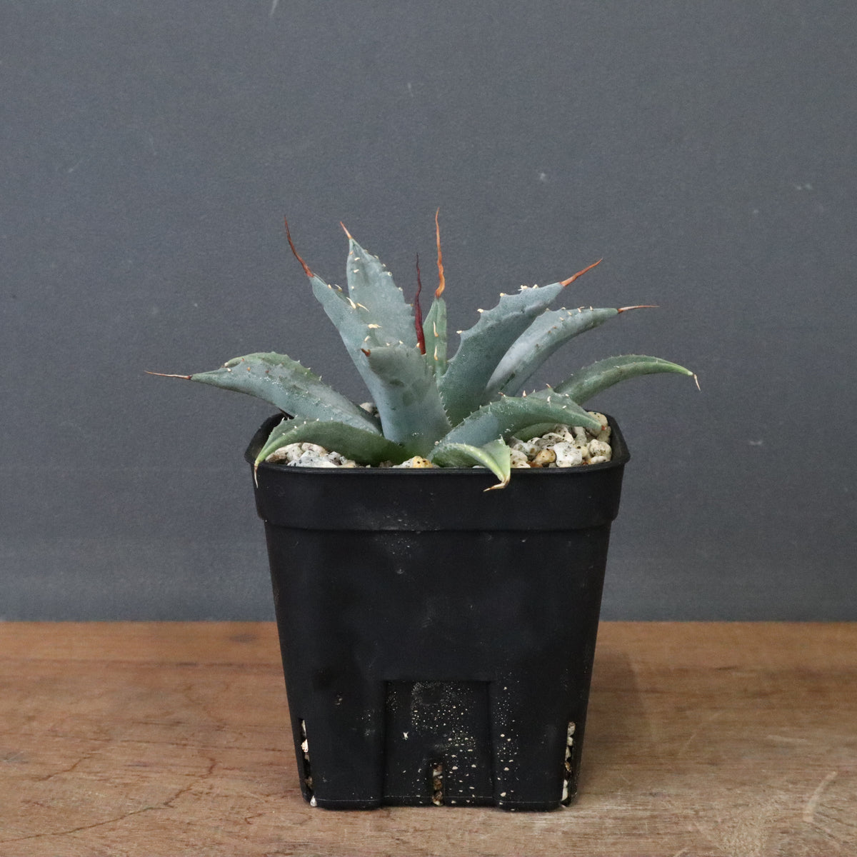 アガベ – TaiShoDo ONLINE SHOP