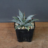 アガベ　ユタエンシス・ネバデンシス EC1201