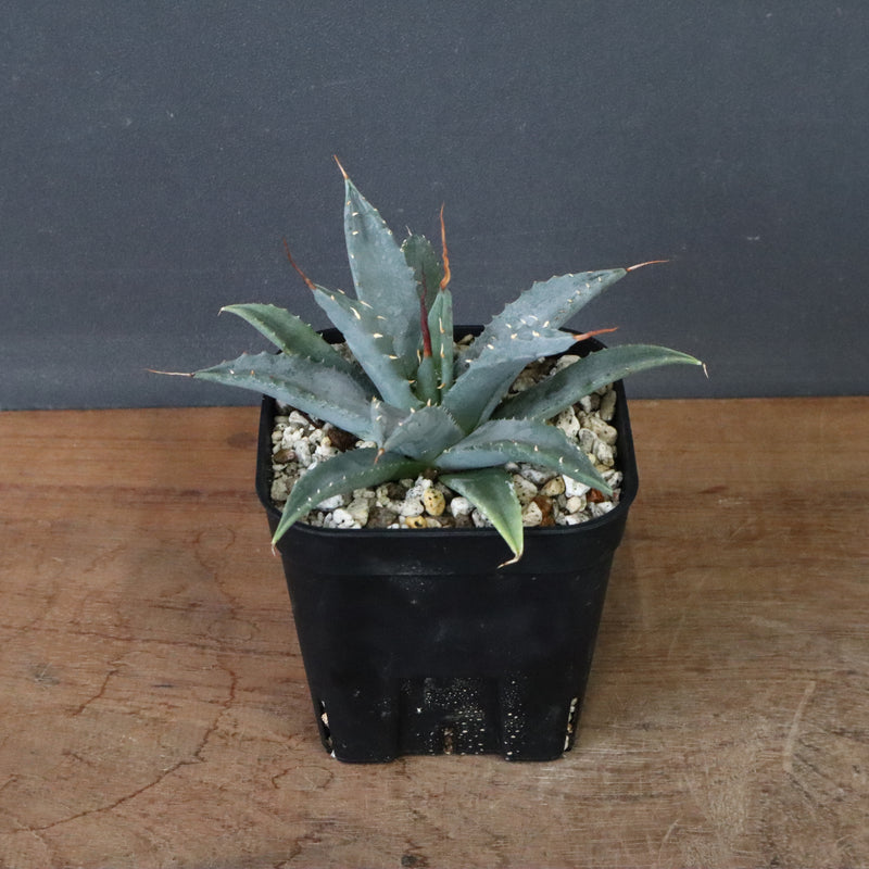 アガベ　ユタエンシス・ネバデンシス EC1201