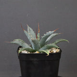 アガベ　ユタエンシス・ネバデンシス EC1201