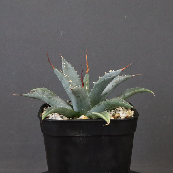 アガベ　ユタエンシス・ネバデンシス EC1201