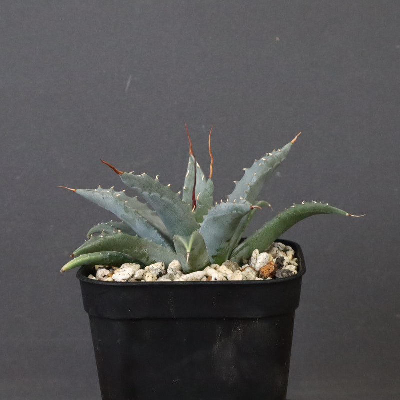 アガベ　ユタエンシス・ネバデンシス EC1201