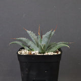 アガベ　ユタエンシス・ネバデンシス EC1201