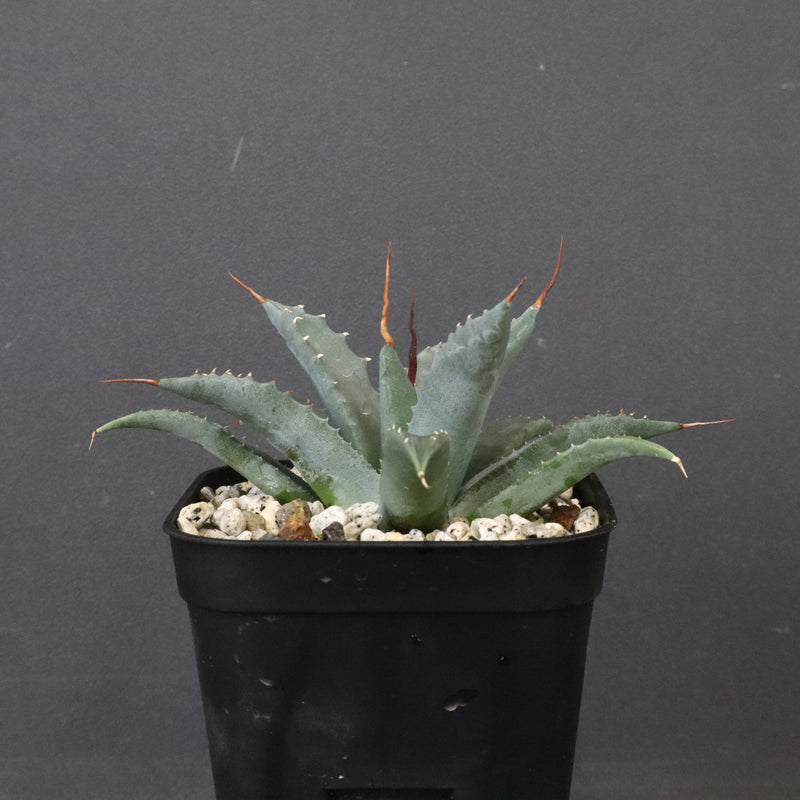 アガベ　ユタエンシス・ネバデンシス EC1201