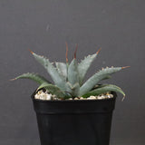 アガベ　ユタエンシス・ネバデンシス EC1201