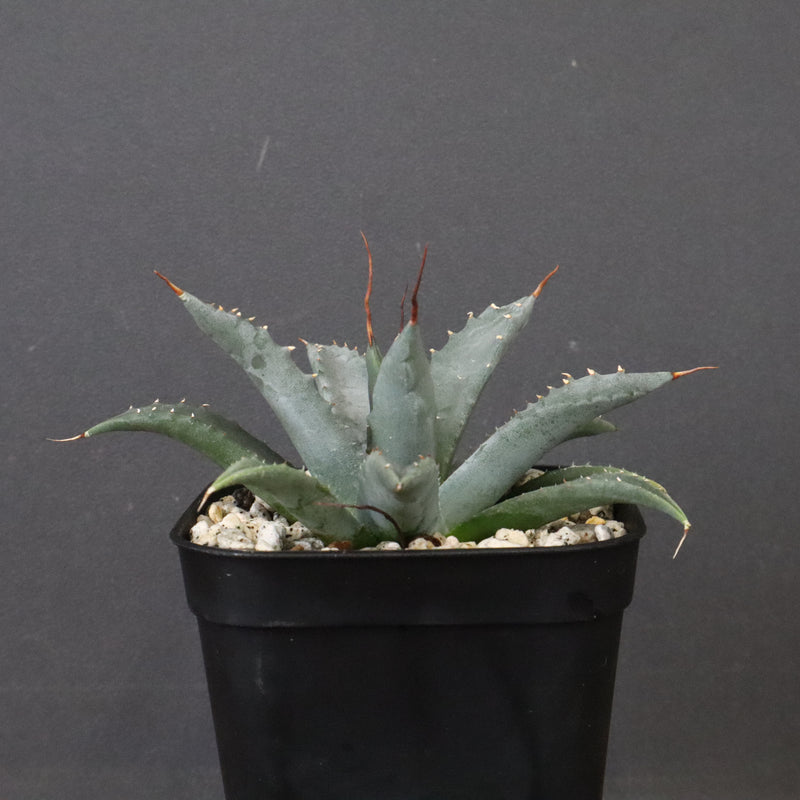 アガベ　ユタエンシス・ネバデンシス EC1201