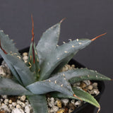 アガベ　ユタエンシス・ネバデンシス EC1201