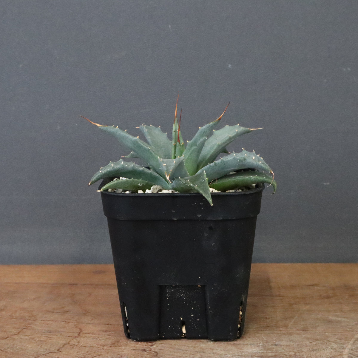 アガベ – TaiShoDo ONLINE SHOP