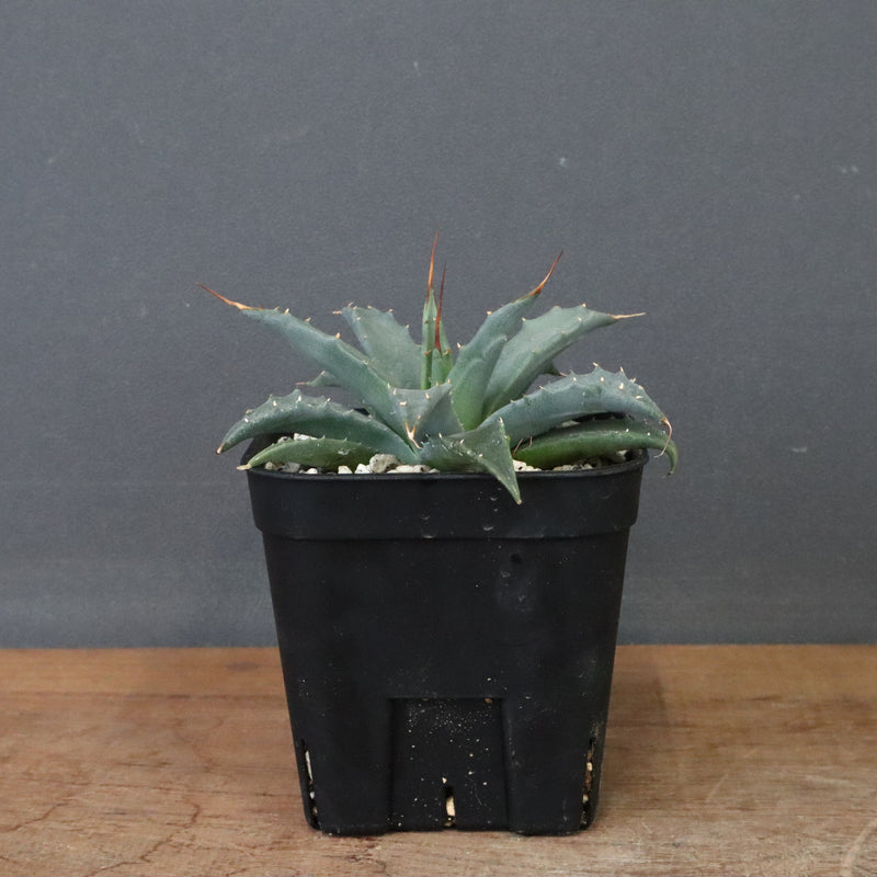 アガベ　ユタエンシス・ネバデンシス EC1202