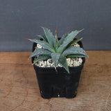 アガベ　ユタエンシス・ネバデンシス EC1202