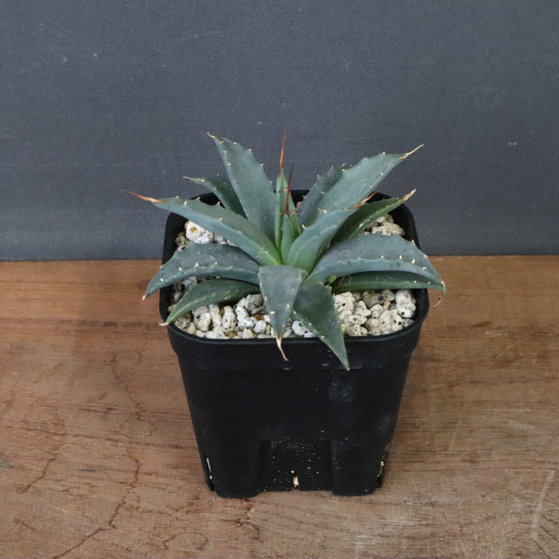 アガベ　ユタエンシス・ネバデンシス EC1202