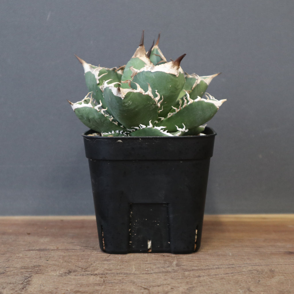 アガベ SAD EC1366 – TaiShoDo ONLINE SHOP