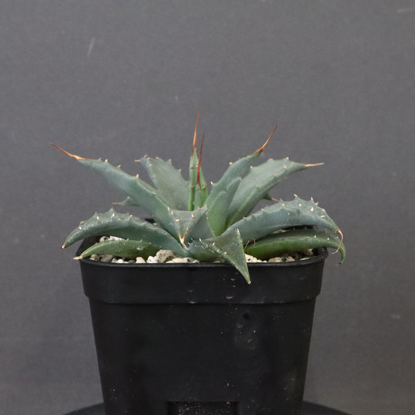 アガベ　ユタエンシス・ネバデンシス EC1202