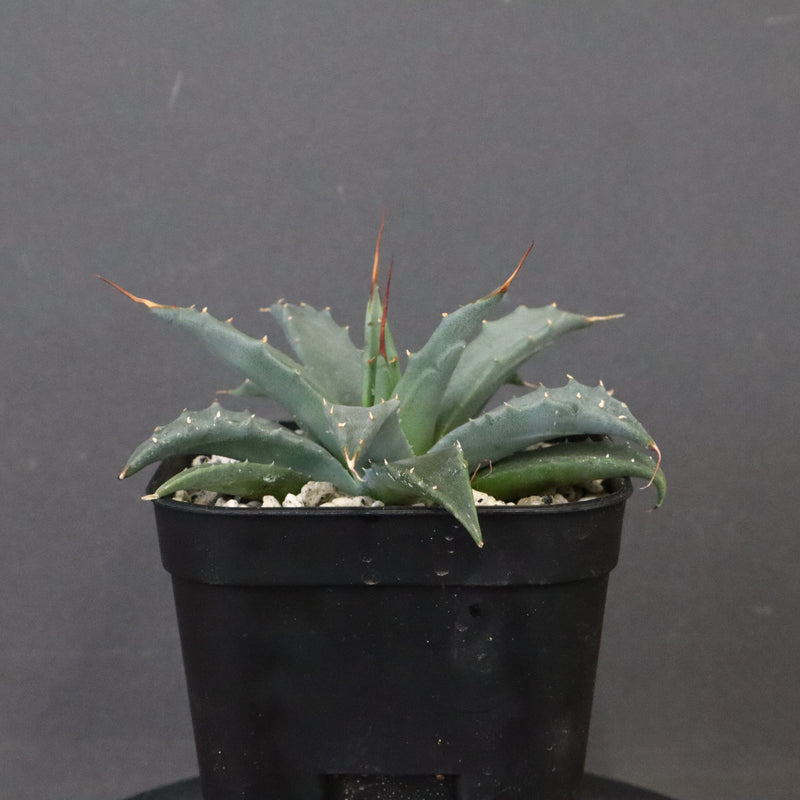 アガベ　ユタエンシス・ネバデンシス EC1202