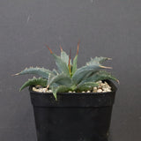 アガベ　ユタエンシス・ネバデンシス EC1202