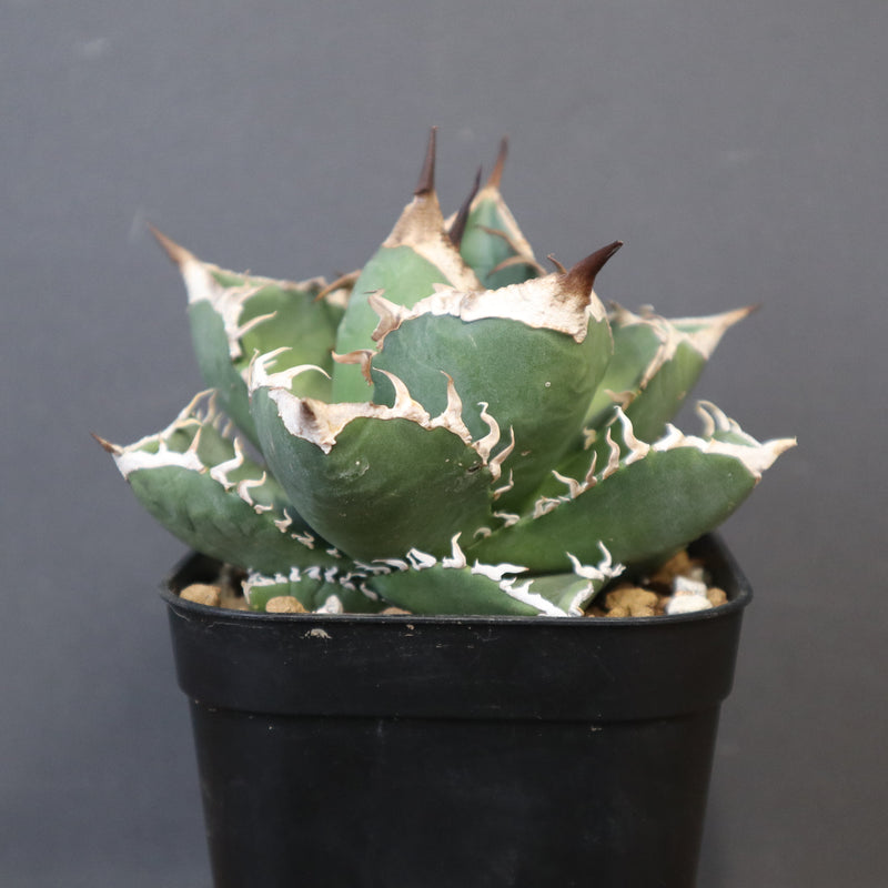 アガベ SAD EC1366 – TaiShoDo ONLINE SHOP