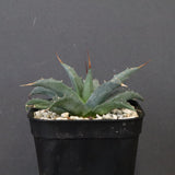 アガベ　ユタエンシス・ネバデンシス EC1202