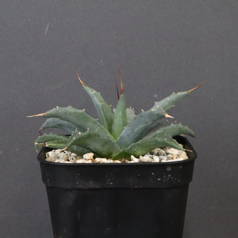 アガベ　ユタエンシス・ネバデンシス EC1202