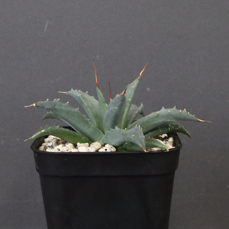 アガベ　ユタエンシス・ネバデンシス EC1202