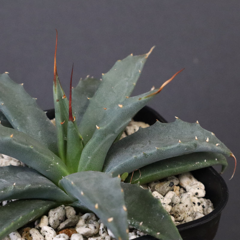 アガベ　ユタエンシス・ネバデンシス EC1202