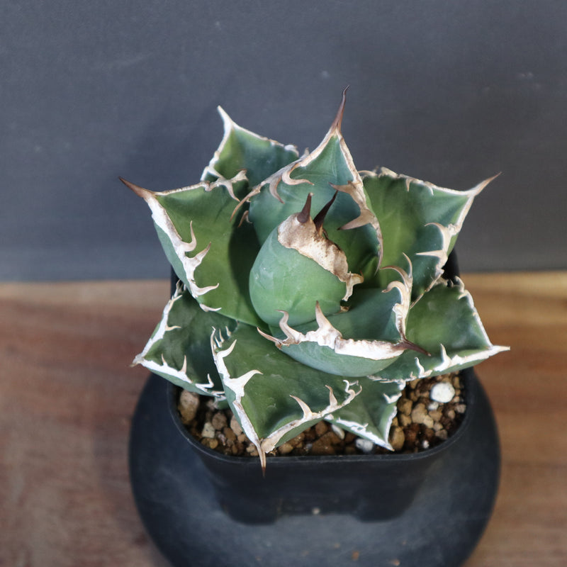 アガベ SAD EC1366 – TaiShoDo ONLINE SHOP