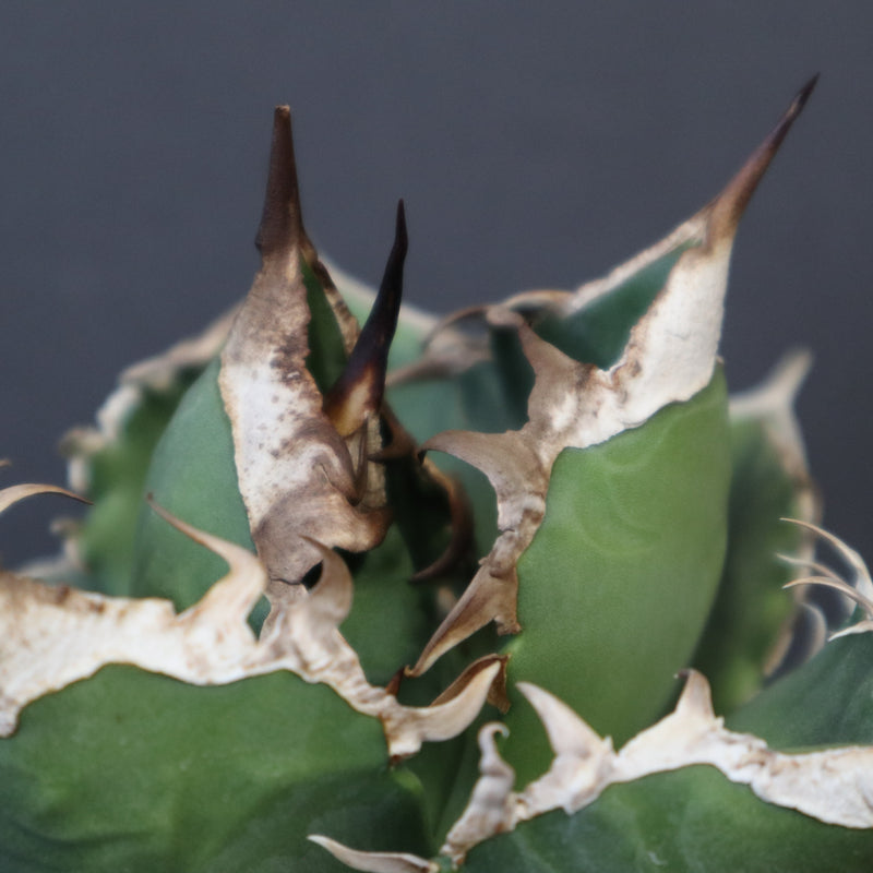 アガベ SAD EC1366 – TaiShoDo ONLINE SHOP