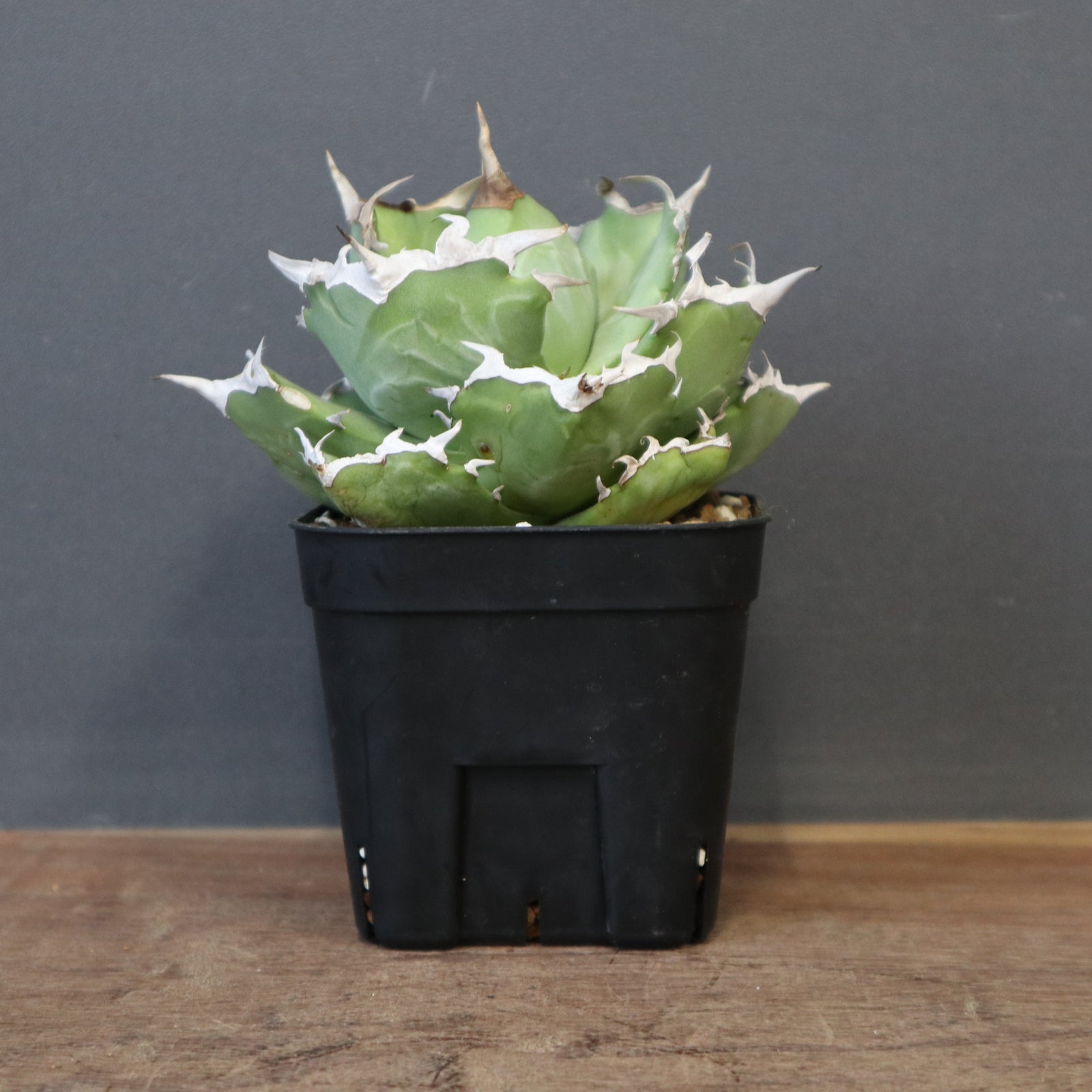 アガベ カニ EC1364 – TaiShoDo ONLINE SHOP