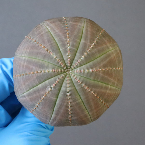 【ベアルート】E.オベサ 3